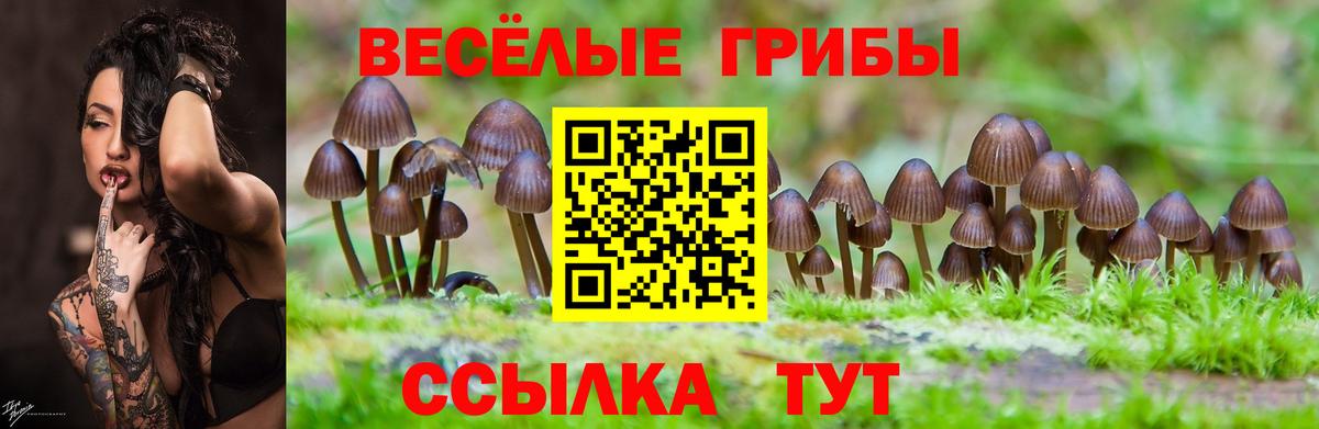 Галлюциногенные грибы Psilocybe  Вход с VPN  Алапаевск 